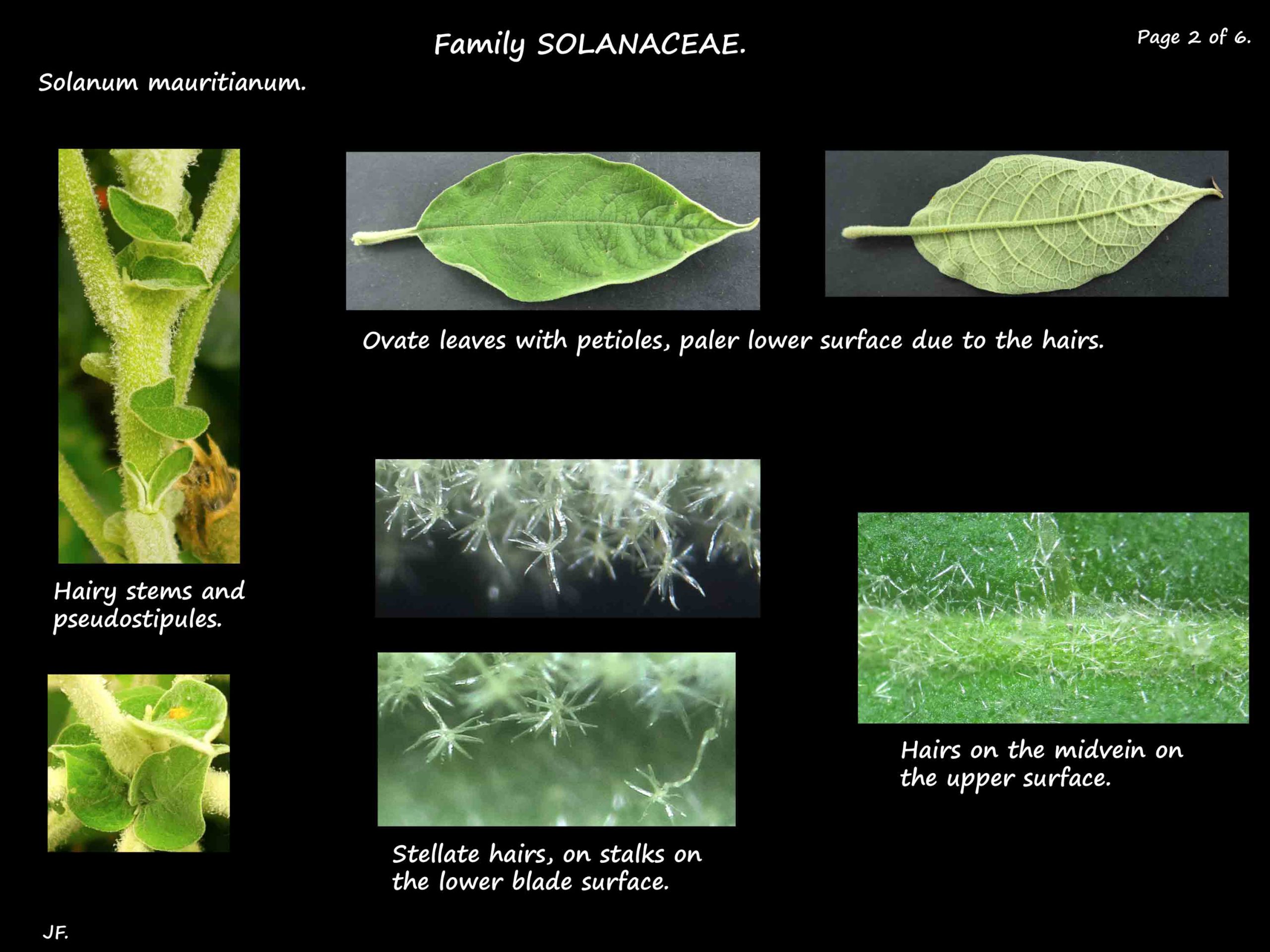 2 Solanum mauritianum leaves